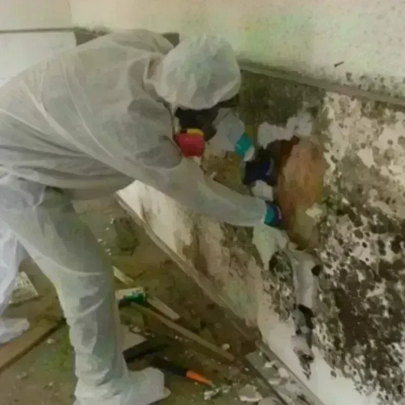 Mold Remediation and Removal in Madison Lake, MN